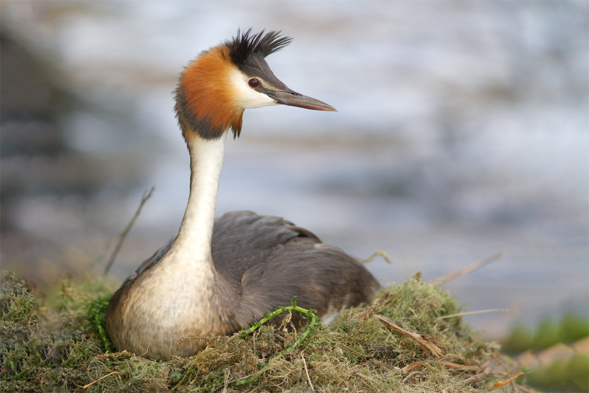 Crested Grebe