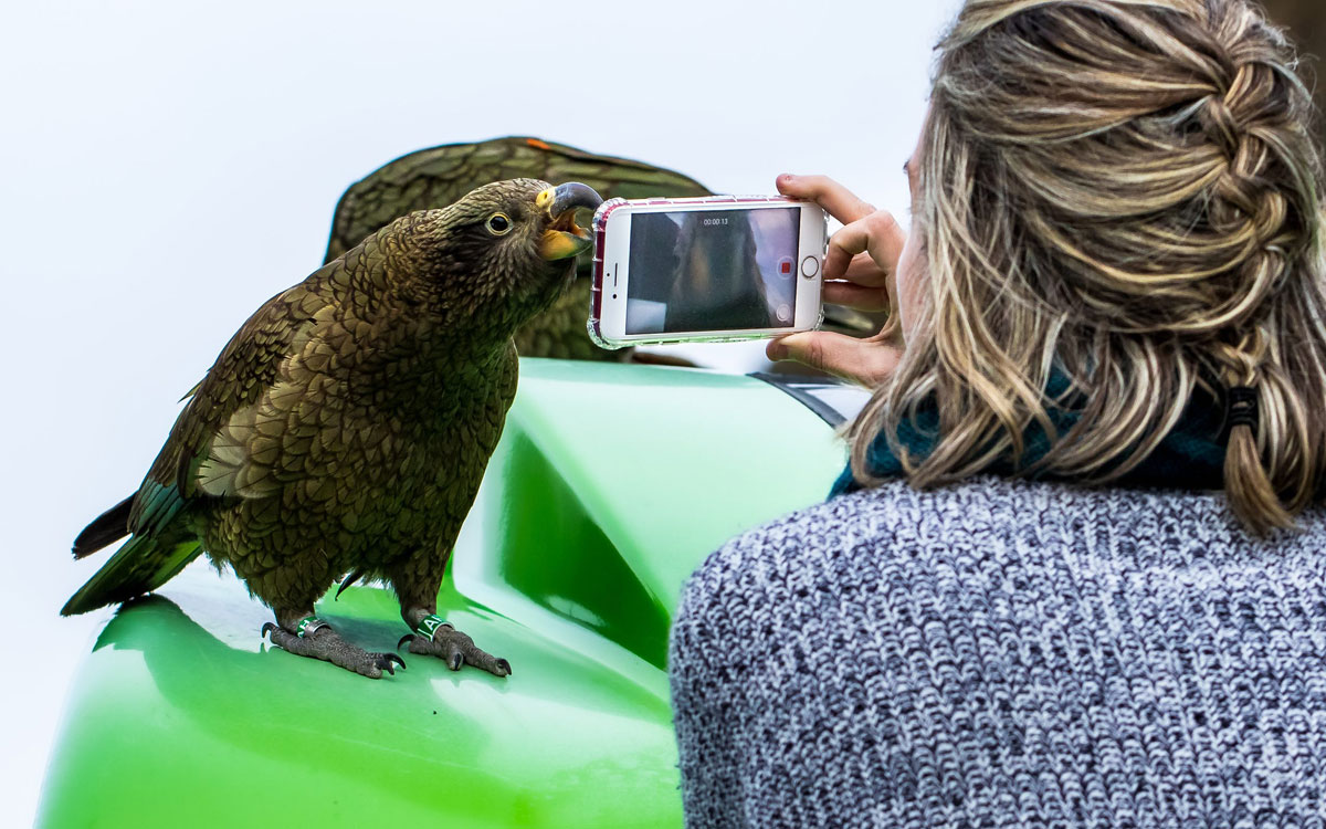 HIGHLY COMMENDED - Best Product Placement - Curious Kea by Christopher George