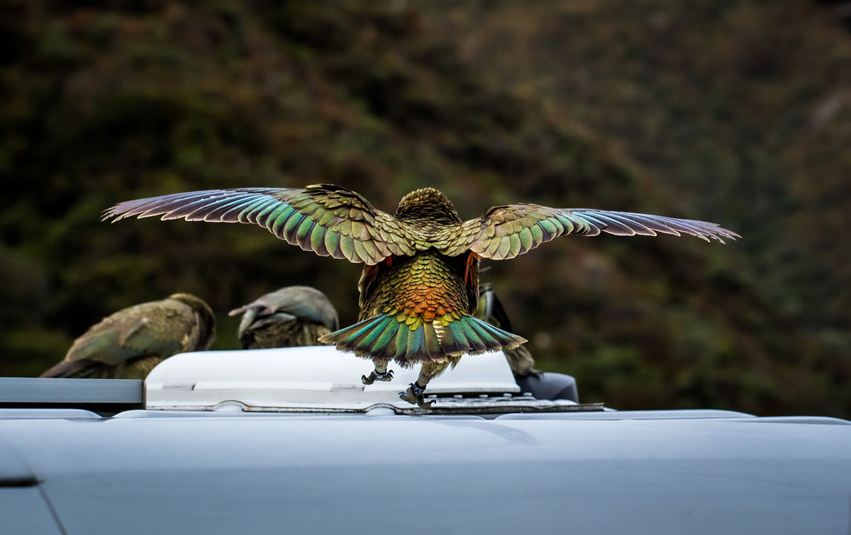 FIRST PLACE - Kea by Christopher George