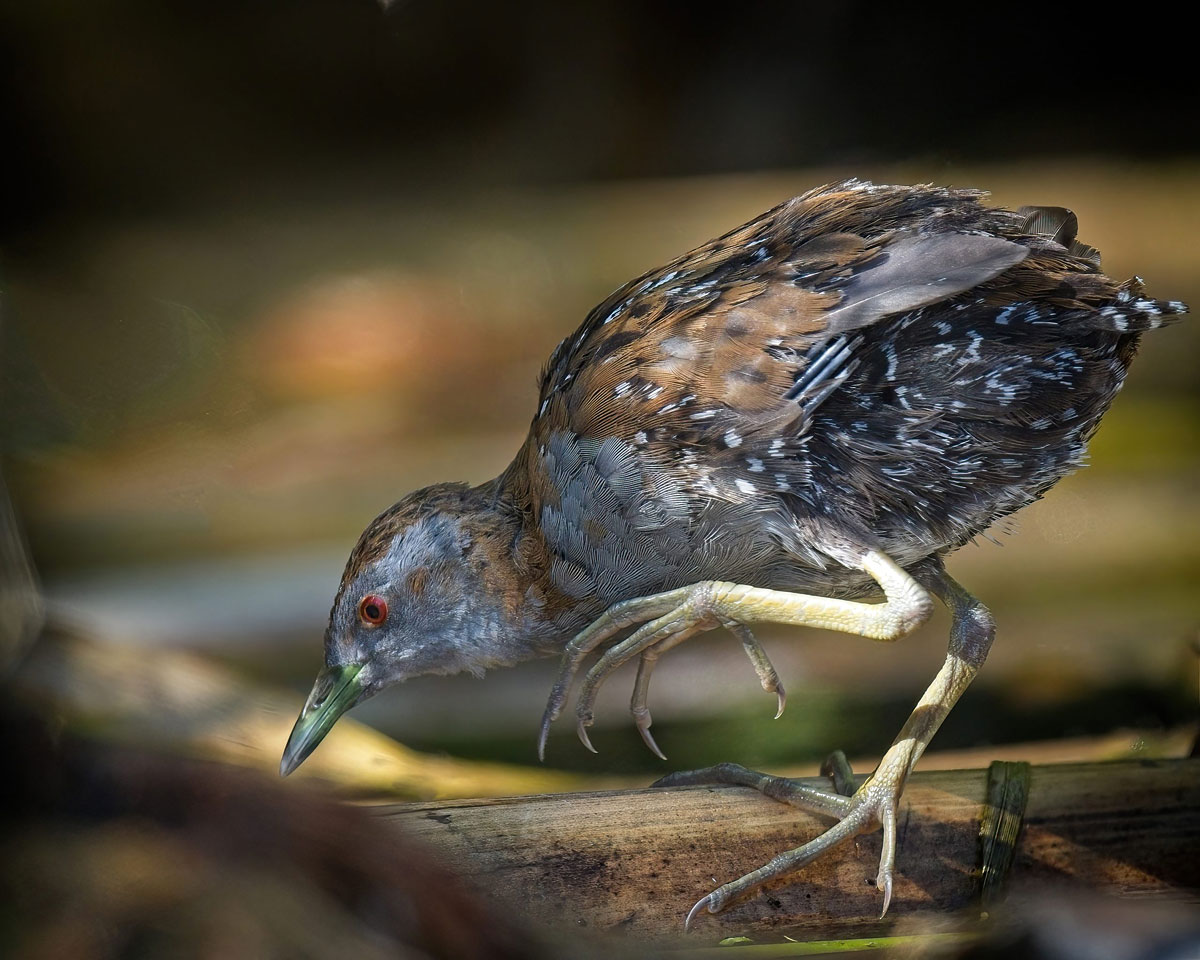 HIGHLY COMMENDED - Rarest Bird - Koitareke by Martin Barwood