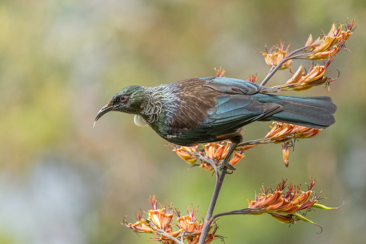 FOURTH PLACE - Tui by Wayne Foster